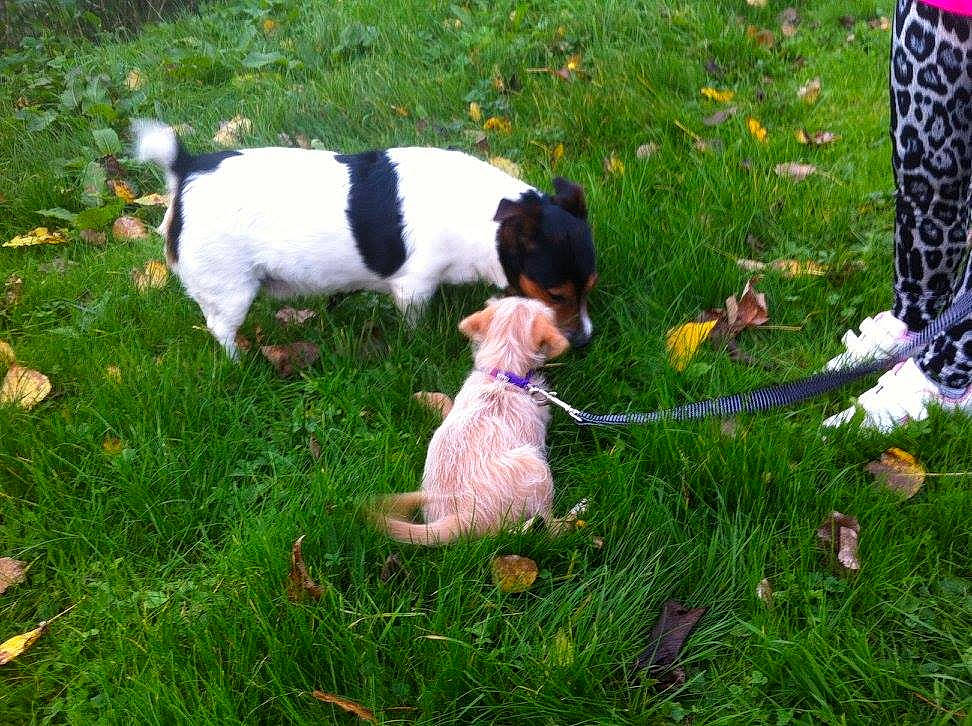 Hulk a rejoint le concours — aidez-le/la à gagner de superbes lots ! canidae, carnivore, companion_dog, danish_swedish_farmdog, dog, dog_breed, fox_terrier, grass, mammal, puppy, smooth_fox_terrier, sporting_group, vertebrate