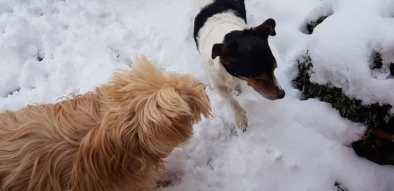 Hulk a rejoint le concours — aidez-le/la à gagner de superbes lots ! canidae, carnivore, companion_dog, dog, dog_breed, fox_terrier, silken_windhound, snow, terrier