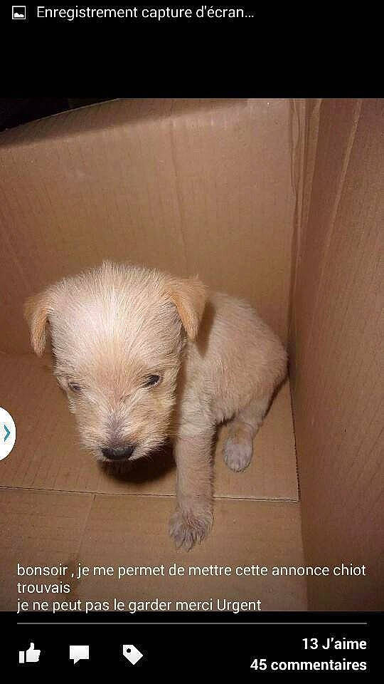 Anna a rejoint le concours — aidez-le/la à gagner de superbes lots ! canidae, carnivore, companion_dog, dog, dog_breed, maltese, mammal, photo_caption, puppy, puppy_love, rare_breed_dog, schnoodle, small_terrier, sporting_group, terrier, vertebrate, west_highland_white_terrier