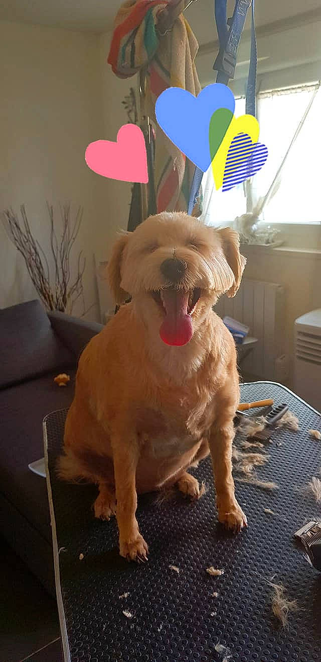 Anna participe au concours pour gagner de l'argent avec cette photo : canidae, carnivore, companion_dog, dog, dog_breed, ear, fawn, golden_retriever, mammal, puppy, retriever, snout, sporting_group