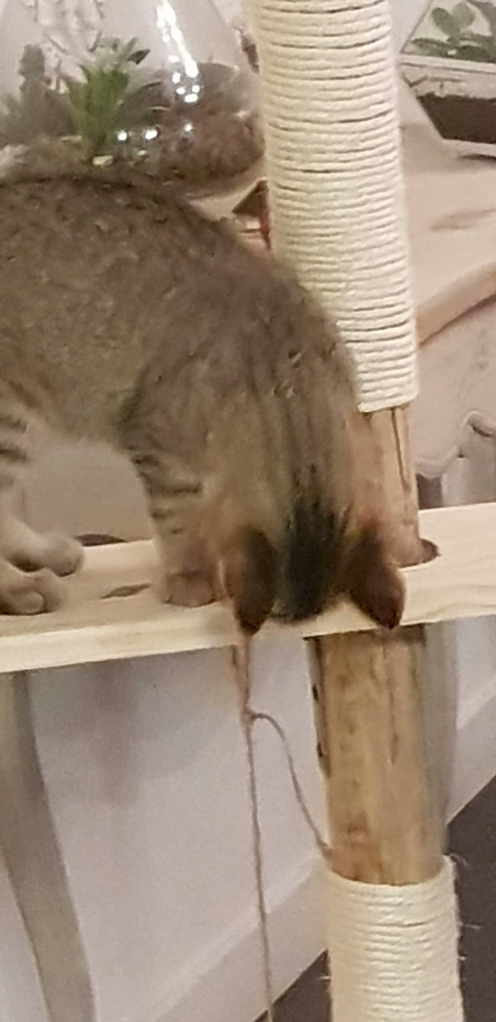 Nala Et Luna participe au concours pour gagner de l'argent avec cette photo : british_shorthair, carnivore, cat, domestic_short_haired_cat, felidae, nebelung, russian_blue, small_to_medium_sized_cats, tail, whiskers