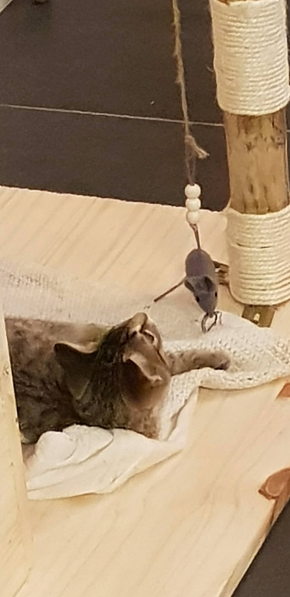 Nala Et Luna a rejoint le concours — aidez-le/la à gagner de superbes lots ! room, wood