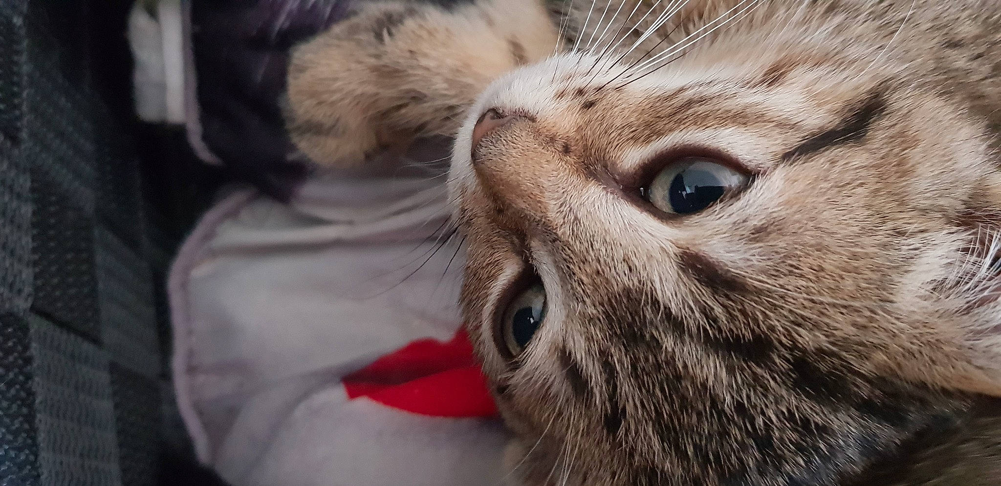 Nala Et Luna a rejoint le concours — aidez-le/la à gagner de superbes lots ! american_shorthair, asian, carnivore, cat, close_up, european_shorthair, eye, felidae, fur, kitten, nose, photography, pixie_bob, scottish_fold, siberian, small_to_medium_sized_cats, snout, tabby_cat, whiskers, wildlife