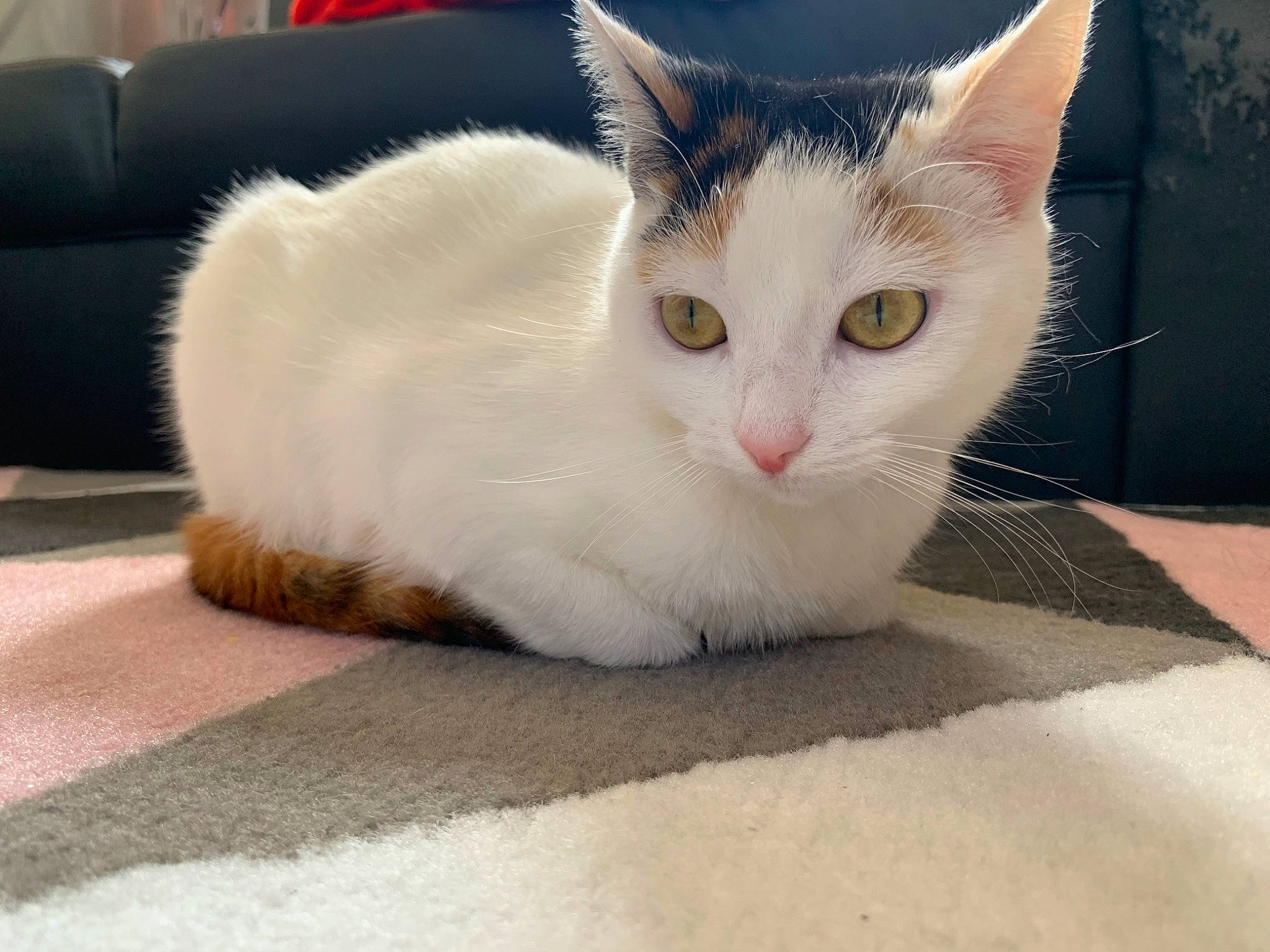 Maya participe au concours pour gagner de l'argent avec cette photo : carnivore, cat, cat_furniture, claw, comfort, couch, domestic_short_haired_cat, eye, fawn, felidae, flooring, foot, fur, head, paw, sitting, small_to_medium_sized_cats, snout, tail, whiskers