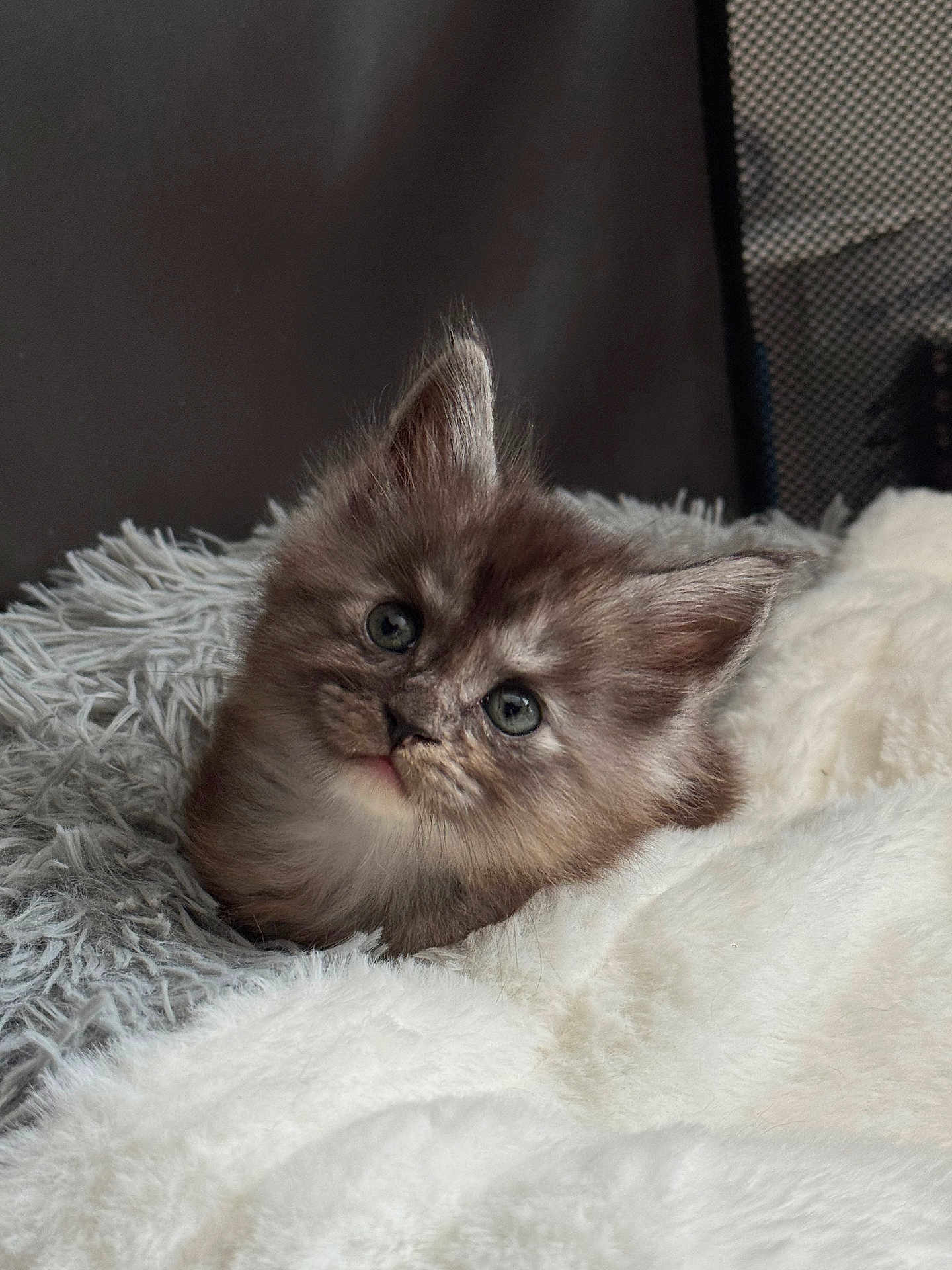 Aslan participe au concours pour gagner de l'argent avec cette photo : kitten, cat, pet, fur, fluffy, bedding, blanket, cozy, portrait, close_up, ears, whiskers, indoor, cute, sleepy, bed, soft_texture, animal_face, looking_up, grey_fur