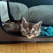 Aslan a rejoint le concours — aidez-le/la à gagner de superbes lots ! kitten, cat, pet, kitten_face, fur, eyes, whiskers, ears, carrier, mesh, zipper, blue_blanket, cozy, resting, wooden_floor, indoor, portrait, cute, bedding, small_animal