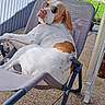 animal, backyard, brown_patches, chair, dog, funny, furniture, garden, lounging, outdoor, patio, pet, portrait, reclining, relaxed, sitting, summer, sunglasses, sunlight, white_dog