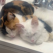 Ghost is registered to the contest to win money with this photo: cat, calico_cat, white_cat, sleeping, cuddling, pets, fur, ears, whiskers, sink, bathroom, domestic_animal, closeup, cute, relaxation, nap, animal, companionship, feline, indoor