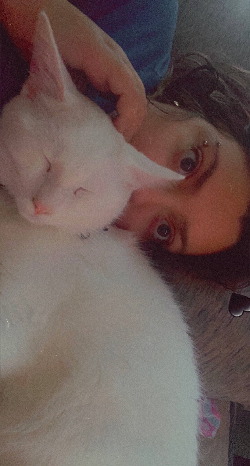 Snowy is registered to the contest to win money with this photo: beard, carnivore, cat, cheek, chin, ear, eye, eyebrow, eyelash, fawn, felidae, iris, jaw, lip, mouth, neck, nose, skin, small_to_medium_sized_cats, whiskers