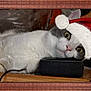 animal, cat, christmas, cozy, cute, domestic_cat, ears, eyes, face, gray_fur, holiday, indoor, pet, relaxed, resting, santa_hat, smart_speaker, technology, white_fur, wooden_surface