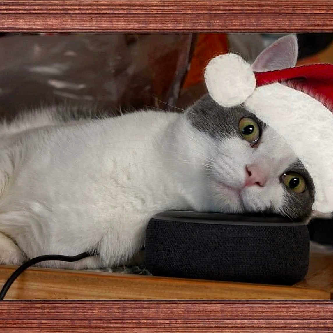 Ollie joined the competition — help win amazing prizes! animal, cat, christmas, cozy, cute, domestic_cat, ears, eyes, face, gray_fur, holiday, indoor, pet, relaxed, resting, santa_hat, smart_speaker, technology, white_fur, wooden_surface