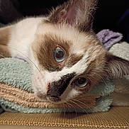 Nalla is registered to the contest to win money with this photo: animal, blue_eyes, cat, close_up, cozy, curious, cute, domestic_cat, face, fur, indoor, mammal, pet, portrait, relaxed, resting, sleepy, soft_texture, towels, whiskers