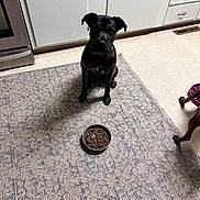 Zane is registered to the contest to win money with this photo: dog, pet, kitchen, food_bowl, rug, floor, cabinet, appliance, indoor, waiting, brown, animal, canine, companion, domestic, curious, still_life, two_dogs, partial_view, feeding_time
