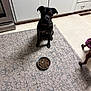 dog, pet, kitchen, food_bowl, rug, floor, cabinet, appliance, indoor, waiting, brown, animal, canine, companion, domestic, curious, still_life, two_dogs, partial_view, feeding_time