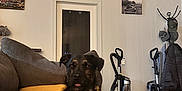 Zane is registered to the contest to win money with this photo: dog, brindle, couch, living_room, vacuum_cleaner, coat_rack, hat, jacket, wall_art, door, furniture, indoor, pet, animal, floor, relaxing, home, car_picture, brown, curious