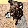 dog, canine, pet, mismatched_eyes, brown_fur, black_fur, sitting, looking_up, bowl, floor, rug, indoor, animal, ears_up, teeth, tongue, close_up, fur_texture, curious, companion