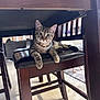 Lily is registered to the contest to win money with this photo: kitten, cat, tabby, chair, wooden_furniture, indoor, pet, curious, cushion, floor, looking, animal, domestic, young_cat, relaxed, seat, home, furniture, whiskers, ears