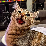 Lily is registered to the contest to win money with this photo: cat, tabby, indoor, pet, animal, feline, whiskers, fur, tongue, meowing, closeup, cute, domestic, home, living_room, colorful_lights, cozy, playful, alert, portrait