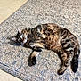 Lily joined the competition — help win amazing prizes! cat, tabby, pet, animal, indoor, rug, floor, curious, green_eyes, fur, relaxed, lying_down, domestic_cat, whiskers, tail, paws, food_bowl, cozy, patterned_rug, looking