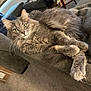 Daisy joined the competition — help win amazing prizes! carpet, cat, couch, cozy, daylight, domestic_cat, ears, feline, fluffy, furniture, gray_cat, home, indoor, living_room, paw, pet, relaxed, whiskers, window, yellow_eyes