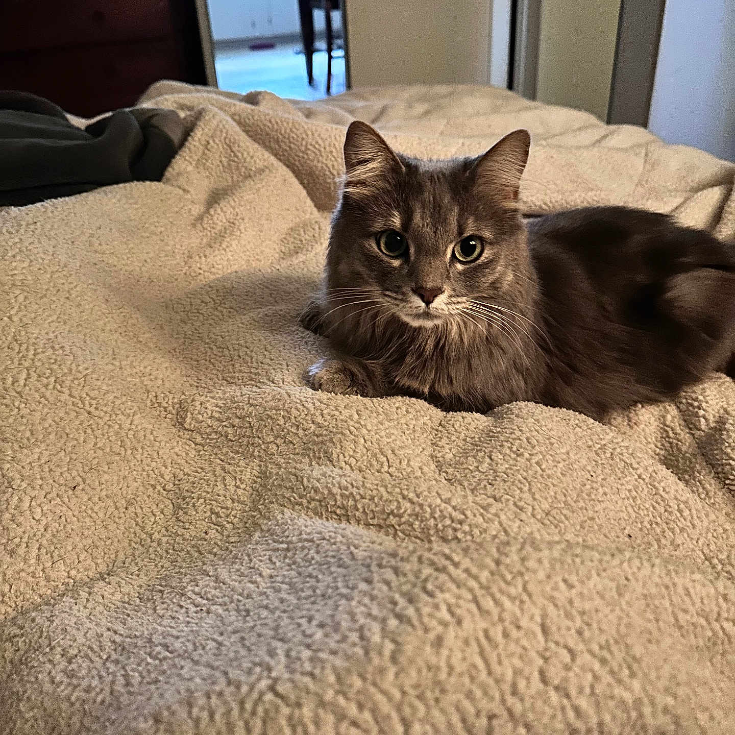 Daisy is registered to the contest to win money with this photo: animal, bed, blanket, cat, cozy, curious, dining_chair, door, fluffy, fur, furniture, gray_cat, home, indoor, kitchen, lying_down, pet, relaxed, room, whiskers