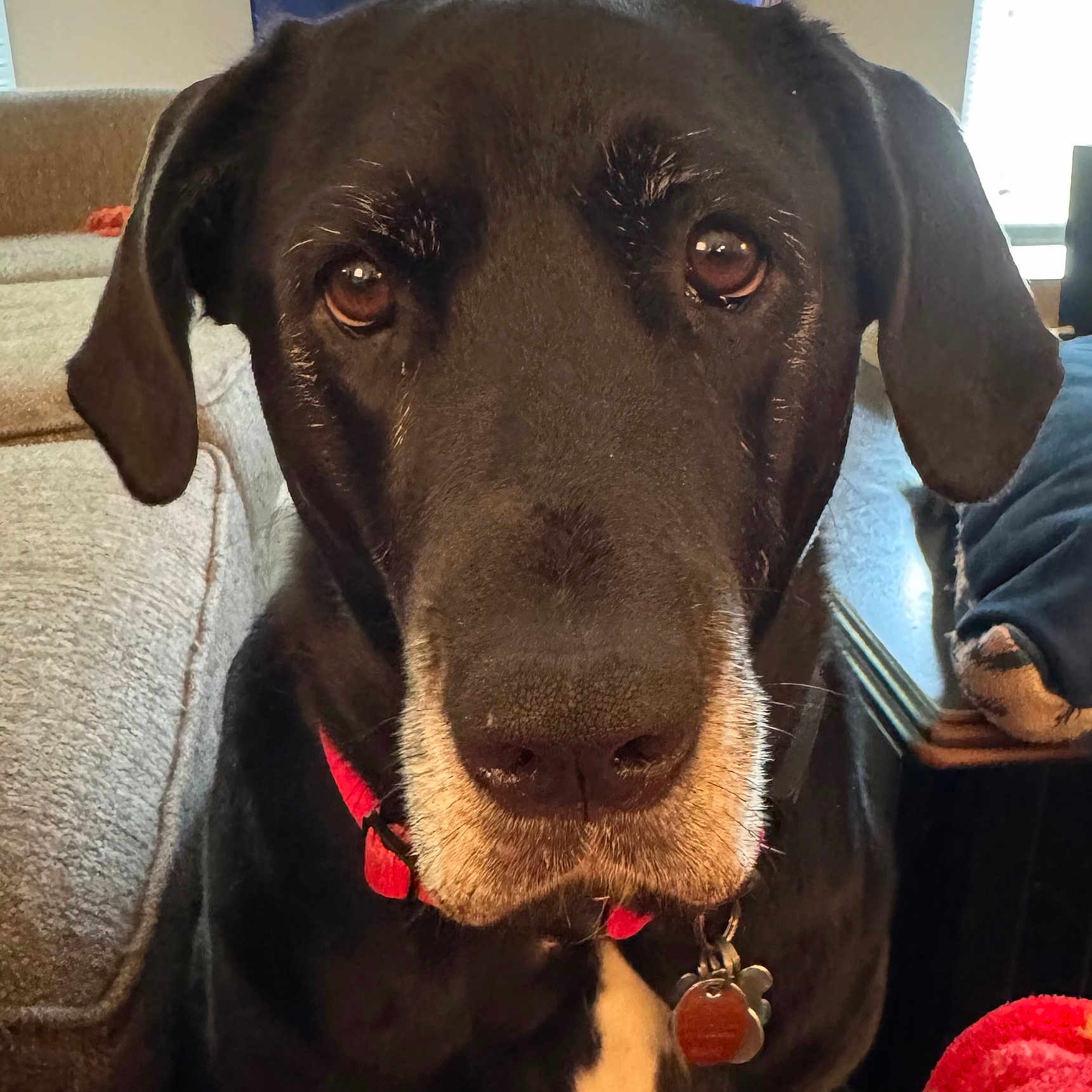 Thor is registered to the contest to win money with this photo: animal, black_dog, blanket, brown_eyes, close_up, collar, couch, dog, domestic, ears, face, fur, indoor, looking, muzzle, pet, portrait, red_collar, table, tag