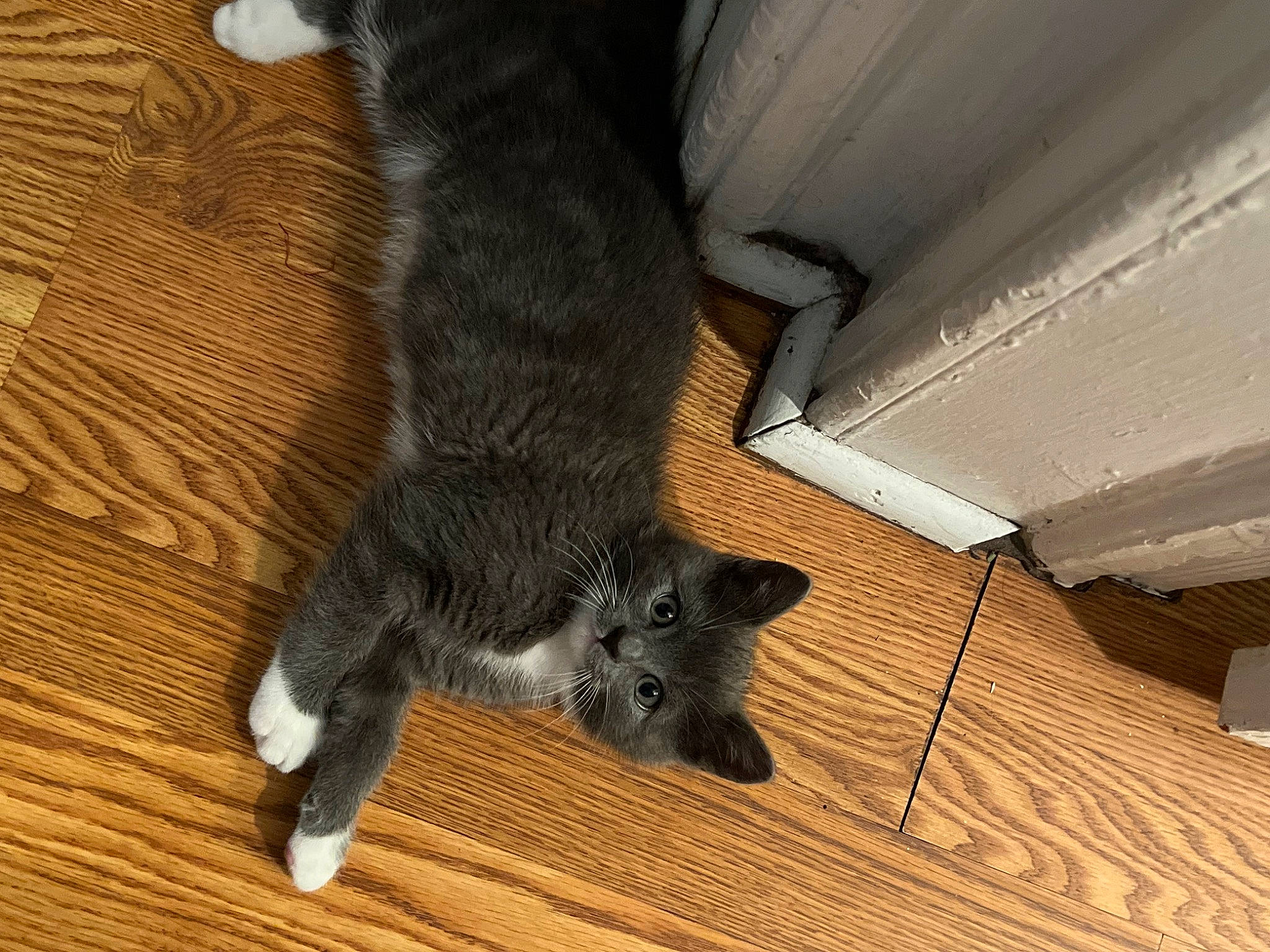 Ash joined the competition — help win amazing prizes! black_cat, carnivore, cat, dog_breed, domestic_short_haired_cat, felidae, floor, flooring, foot, grey, hardwood, human_leg, laminate_flooring, small_to_medium_sized_cats, snout, tail, vertebrate, whiskers, wood, wood_stain