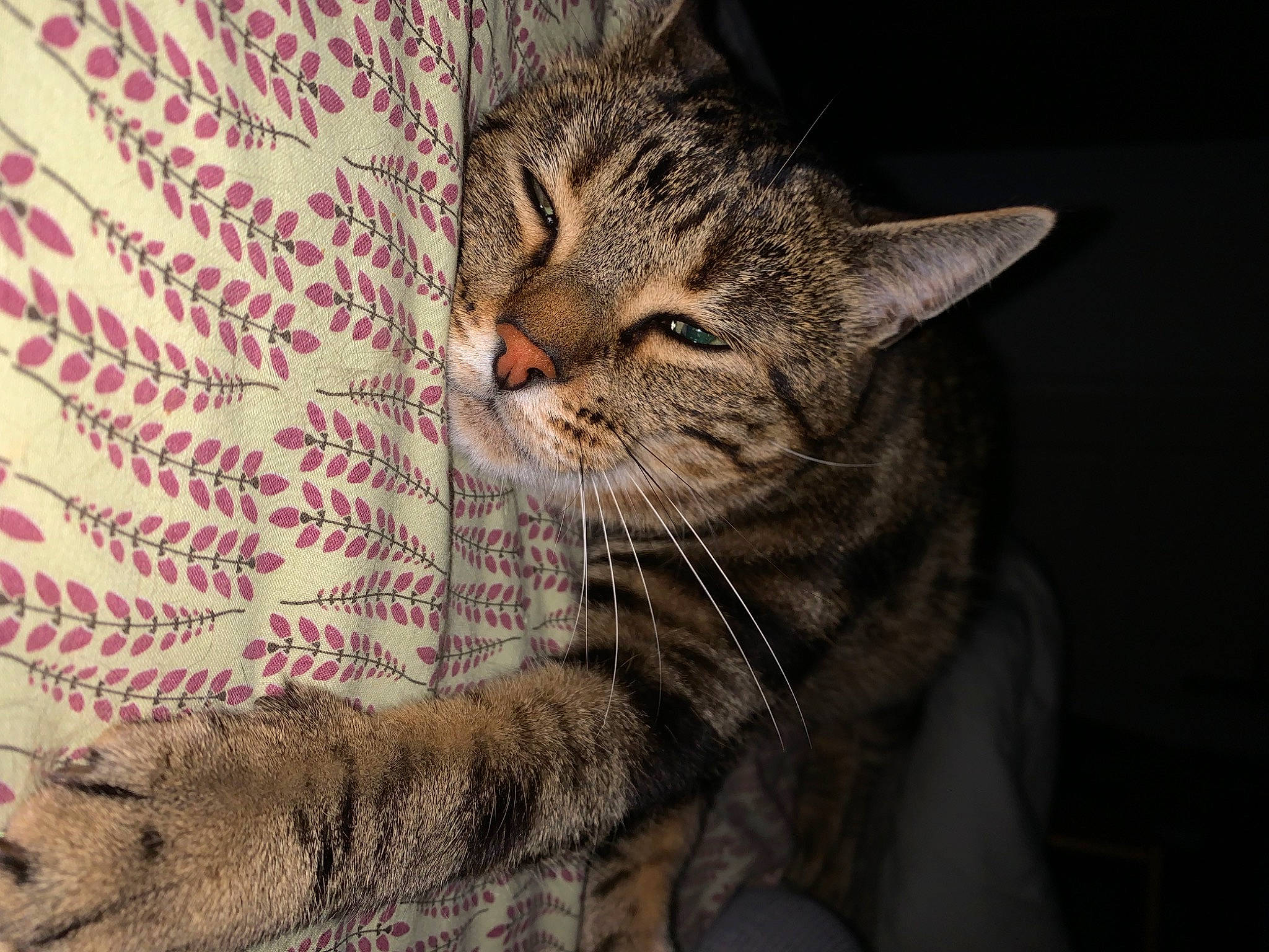 Tom a rejoint le concours — aidez-le/la à gagner de superbes lots ! carnivore, cat, claw, close_up, comfort, domestic_short_haired_cat, felidae, fur, grey, linens, pattern, paw, plant, small_to_medium_sized_cats, snout, tail, tree, whiskers, window