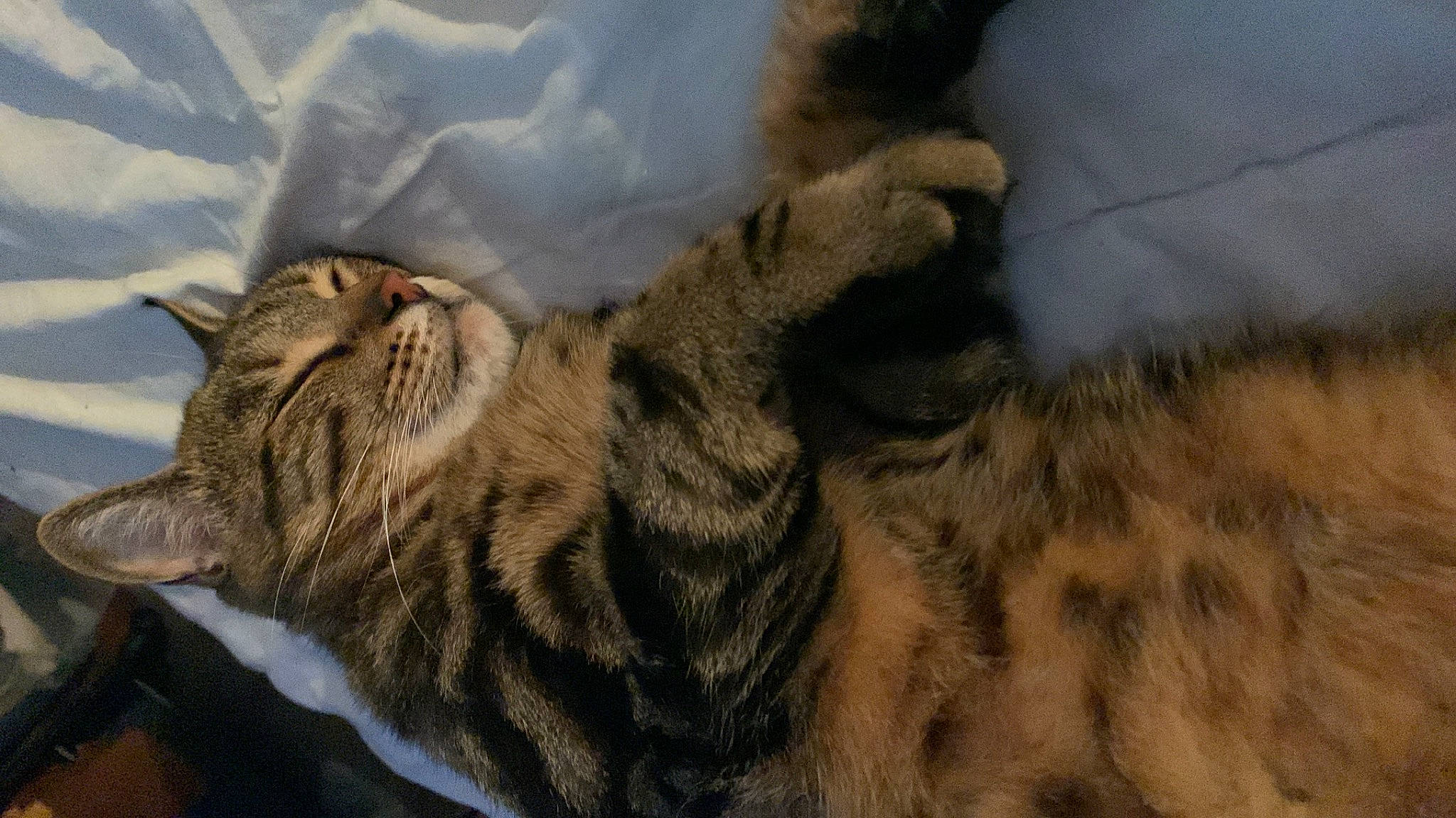 Tom participe au concours pour gagner de l'argent avec cette photo : carnivore, cat, claw, domestic_short_haired_cat, fawn, felidae, fur, nap, paw, sleep, small_to_medium_sized_cats, tail, terrestrial_animal, whiskers