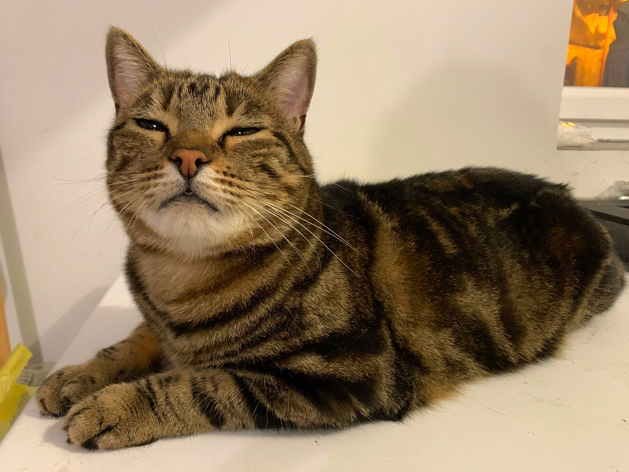 Tom participe au concours pour gagner de l'argent avec cette photo : carnivore, cat, domestic_short_haired_cat, felidae, fur, paw, sitting, small_to_medium_sized_cats, snout, tail, whiskers