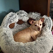 Charlie is registered to the contest to win money with this photo: animal, carpet, comfort, cozy, curious, cute, dog, fluffy, furniture, home, indoor, looking_at_camera, paw_shaped_bed, pet_bed, relaxed, resting, small_dog, soft, tan_dog, wooden