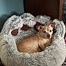 animal, carpet, comfort, cozy, curious, cute, dog, fluffy, furniture, home, indoor, looking_at_camera, paw_shaped_bed, pet_bed, relaxed, resting, small_dog, soft, tan_dog, wooden