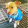 Charlie joined the competition — help win amazing prizes! animal, bandana, blanket, blue_shirt, brown_dog, companion, curious, cute, dog, ears, friendly, fur, indoor, looking_up, pet, puppy, sitting, small_dog, white_paws, young_dog