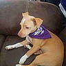 Charlie joined the competition — help win amazing prizes! animal, baltimore_ravens, bandana, brown_couch, canine, companion, cute, dog, domestic_animal, furniture, indoor, living_room, looking_away, pet, puppy, purple_bandana, relaxed, short_fur, sitting, wood_floor