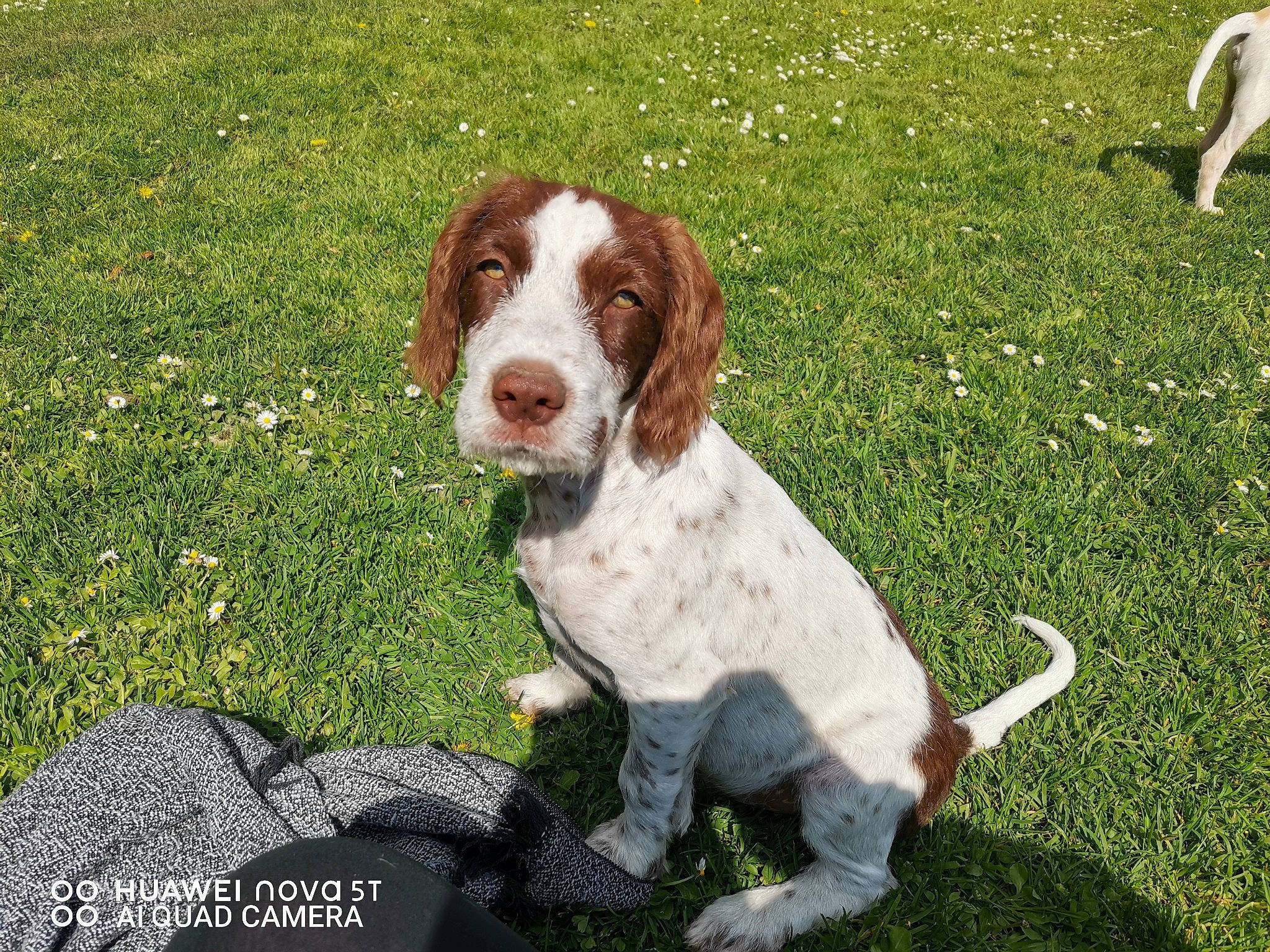 Bobbi a rejoint le concours — aidez-le/la à gagner de superbes lots ! carnivore, companion_dog, dog, dog_breed, grass, groundcover, gun_dog, hunting_dog, liver, plant, spaniel, sporting_group