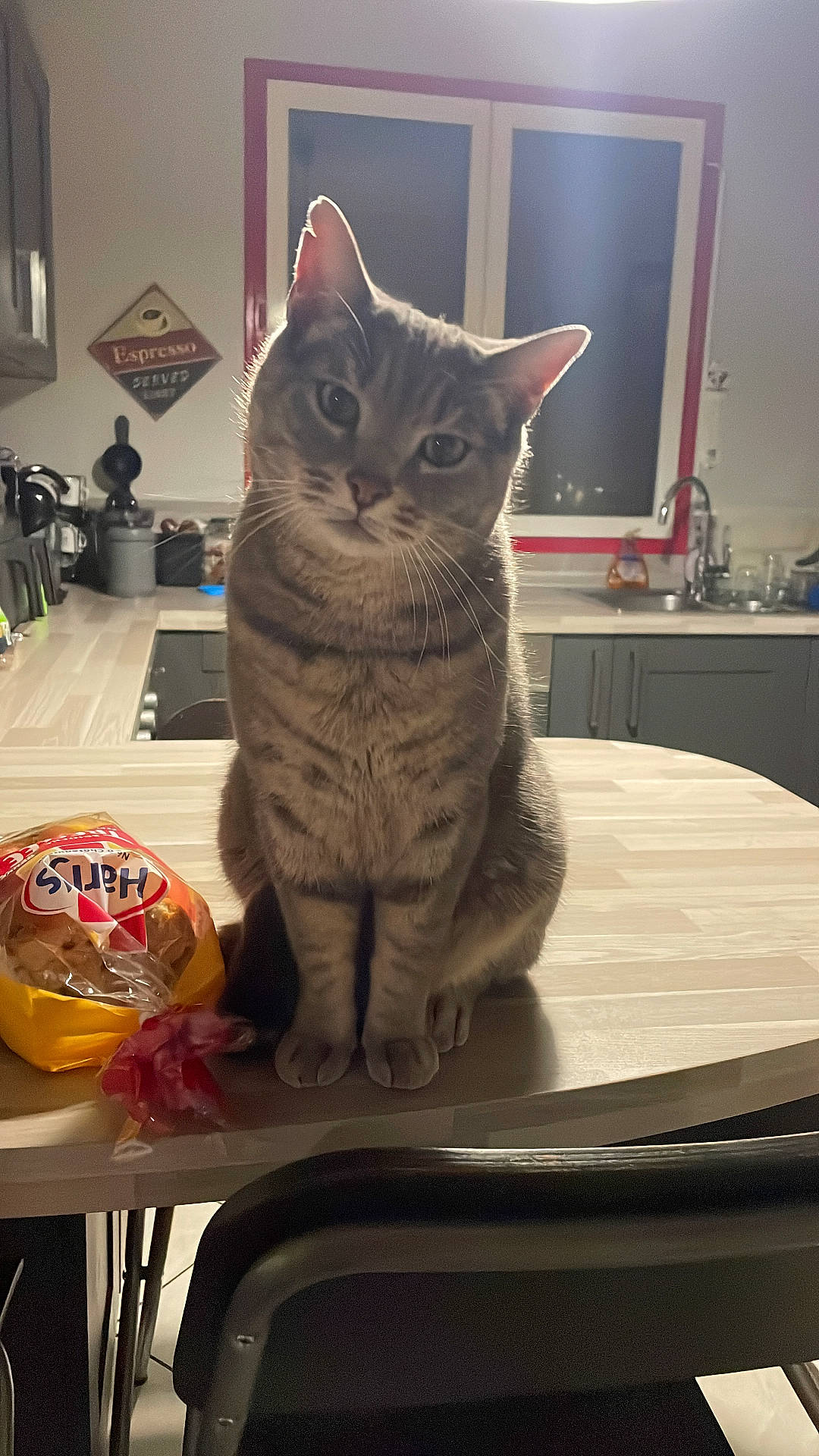 animal, bread, cabinet, cat, chair, countertop, curious, domestic, ears, food, furniture, indoor, kitchen, light, loaf, pet, tabby_cat, table, tilted_head, window