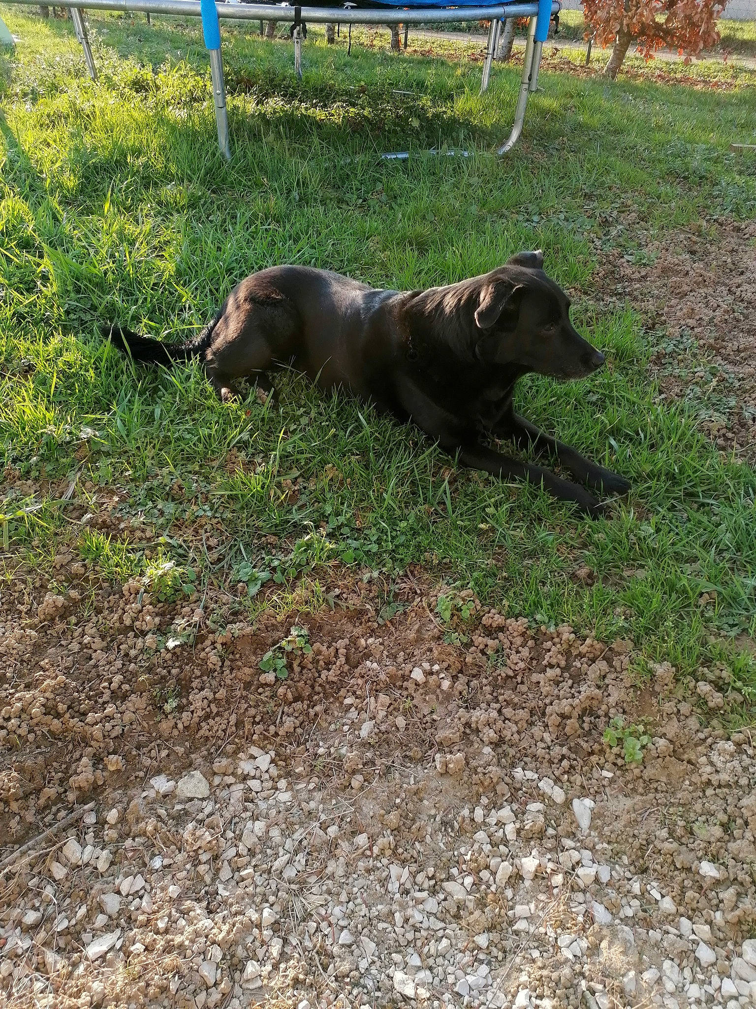 Iris a rejoint le concours — aidez-le/la à gagner de superbes lots ! borador, canidae, carnivore, chair, companion_dog, dog, dog_breed, grass, groundcover, guard_dog, gun_dog, liver, plant, retriever, shade, soil, sporting_group, tail, terrestrial_animal, working_animal