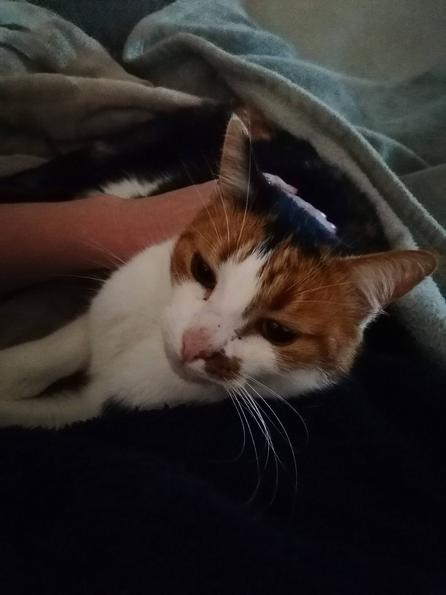 Jacynthe participe au concours pour gagner de l'argent avec cette photo : carnivore, cat, claw, comfort, domestic_short_haired_cat, felidae, fur, linens, paw, small_to_medium_sized_cats, snout, tail, whiskers, window, windshield, wood