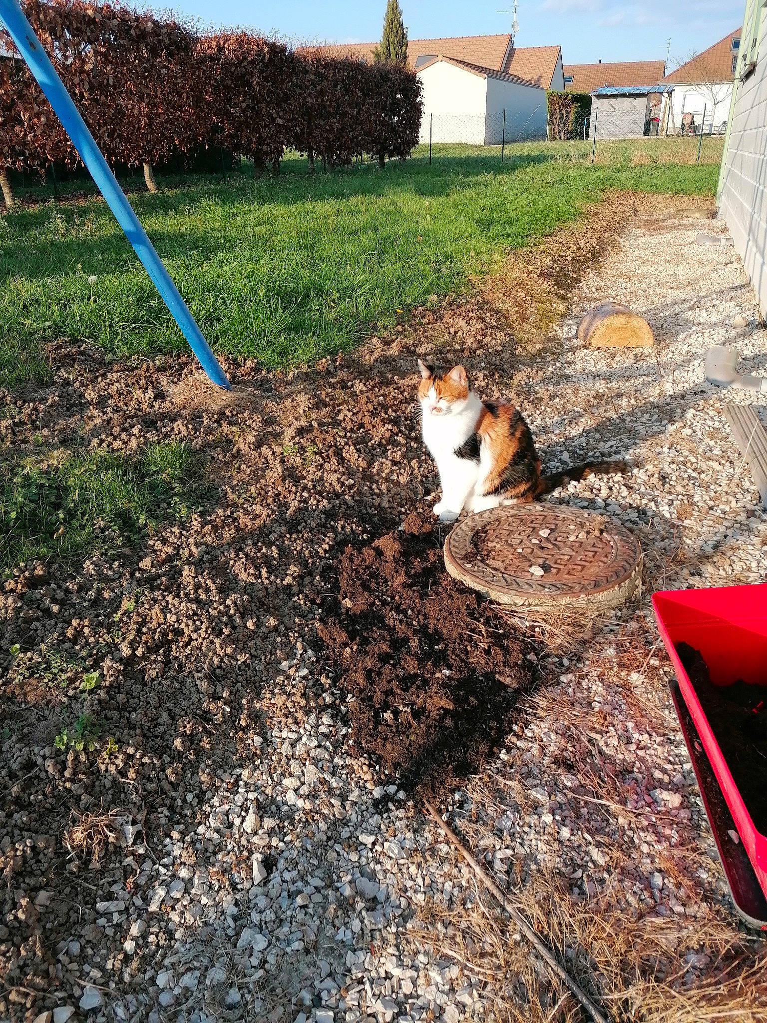 Jacynthe a rejoint le concours — aidez-le/la à gagner de superbes lots ! asphalt, building, carnivore, cat, felidae, flooring, grass, house, land_lot, landscape, lawn, plant, road, road_surface, shrub, sky, slope, small_to_medium_sized_cats, tree, wood