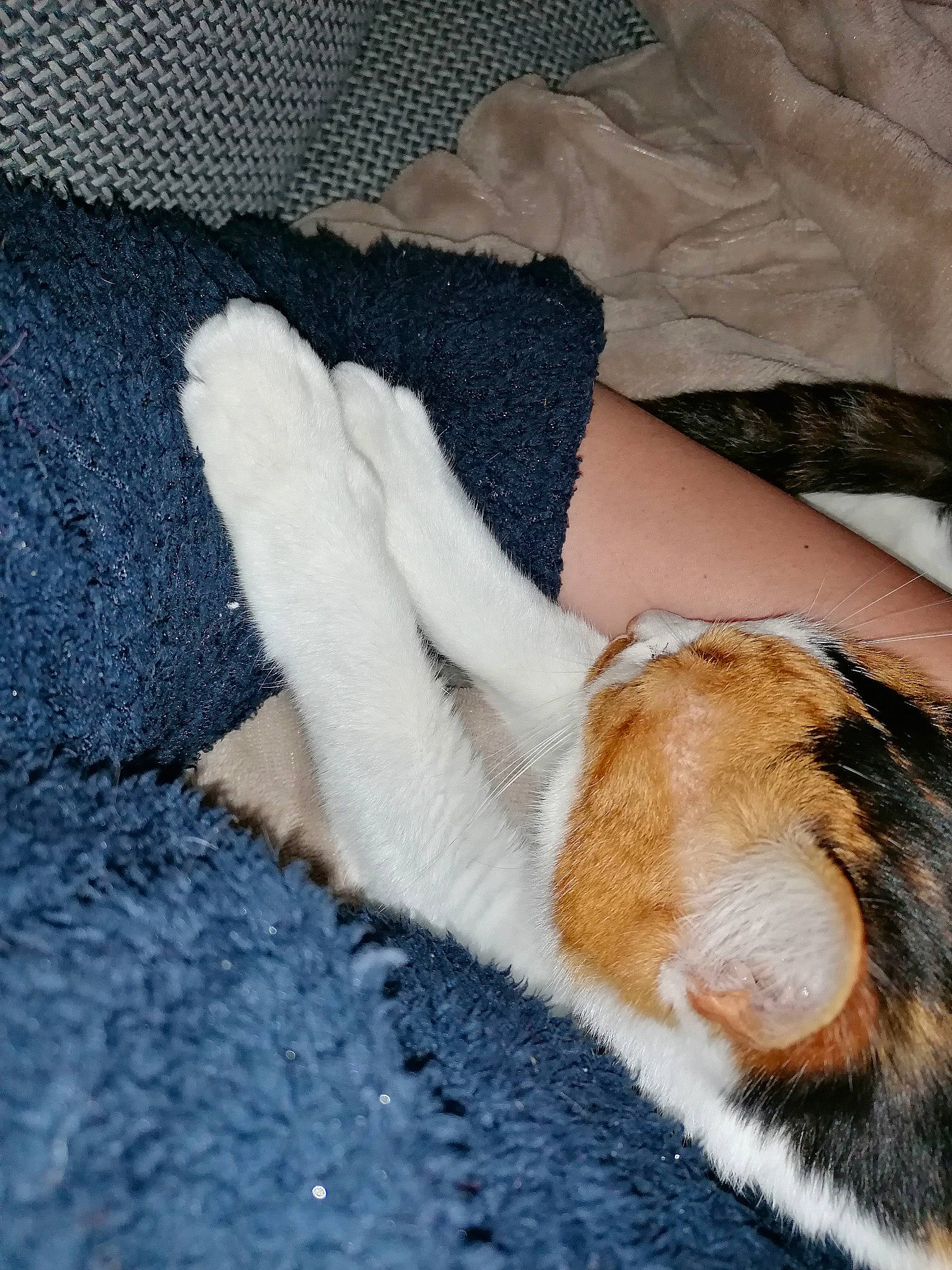 Jacynthe a rejoint le concours — aidez-le/la à gagner de superbes lots ! barefoot, carnivore, comfort, fawn, felidae, finger, foot, gesture, human_body, human_leg, knee, linens, nail, small_to_medium_sized_cats, tail, thigh, thumb, whiskers, wood, wrist