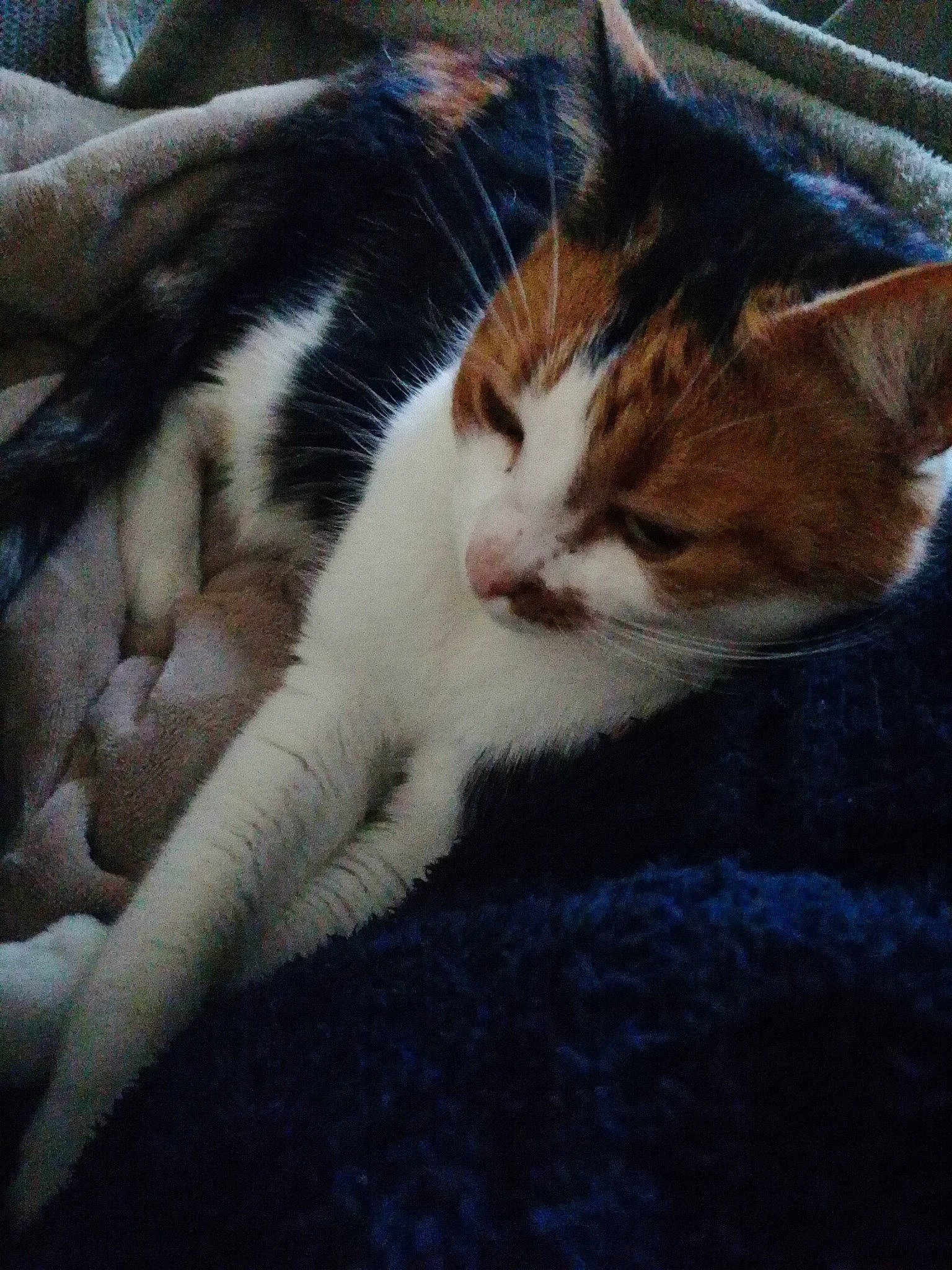 Jacynthe participe au concours pour gagner de l'argent avec cette photo : carnivore, cat, claw, comfort, domestic_short_haired_cat, eye, felidae, fur, grass, human_body, leg, nap, paw, sleep, small_to_medium_sized_cats, snout, tail, terrestrial_animal, whiskers, wood