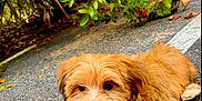 Louie is registered to the contest to win money with this photo: animal, canine, dog, flower, geranium, herbal, herbs, leaf, outdoors, path, pet, plant, pottedplant, puppy, road, sidewalk, terrier, tree, vegetation, walkway