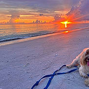 Louie is registered to the contest to win money with this photo: dog, beach, sunset, ocean, sand, clouds, leash, pet, nature, sky, water, outdoor, animal, happy, sun, coast, scenic, relaxation, cute, twilight