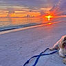 dog, beach, sunset, ocean, sand, clouds, leash, pet, nature, sky, water, outdoor, animal, happy, sun, coast, scenic, relaxation, cute, twilight