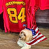 Louie is registered to the contest to win money with this photo: dog, american_flag, red_jersey, hulkamaniacs, number_84, wooden_floor, pet, indoor, clothing, fabric, cute, fur, small_dog, resting, background, colorful, casual, wearing_flag, domestic_animal, flooring