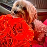 Louie is registered to the contest to win money with this photo: dog, flowers, roses, bouquet, orange, pet, car, interior, seat, blanket, fur, cute, animal, closeup, soft_light, curious, cozy, pink, nature, indoor