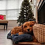 Louie joined the competition — help win amazing prizes! animal, architecture, building, canine, chair, couch, dog, dogbed, furniture, hardwood, homedecor, indoors, livingroom, pet, plant, puppy, room, terrier, tree, wood