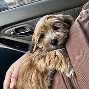 Louie is registered to the contest to win money with this photo: alloywheel, animal, blanket, canine, car, cockerspaniel, couch, cushion, dog, furniture, homedecor, hound, machine, pet, poodle, puppy, spoke, terrier, transportation, vehicle