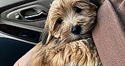 Louie is registered to the contest to win money with this photo: alloywheel, animal, blanket, canine, car, cockerspaniel, couch, cushion, dog, furniture, homedecor, hound, machine, pet, poodle, puppy, spoke, terrier, transportation, vehicle