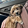 alloywheel, animal, blanket, canine, car, cockerspaniel, couch, cushion, dog, furniture, homedecor, hound, machine, pet, poodle, puppy, spoke, terrier, transportation, vehicle